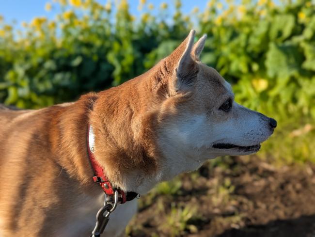 見てみて！うちの家族
