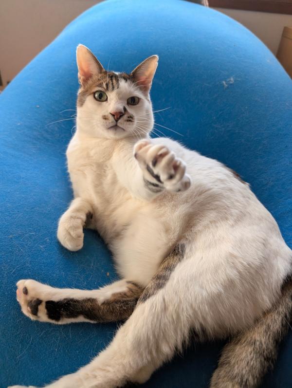 フジモト、降臨