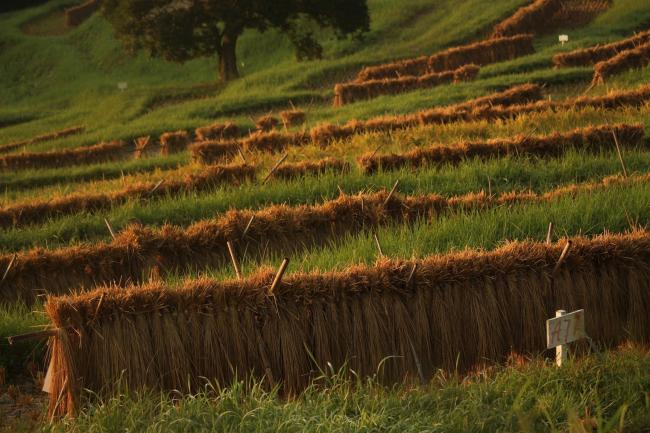 教えて#あなたのお気に入りの風景の大山千枚田の写真