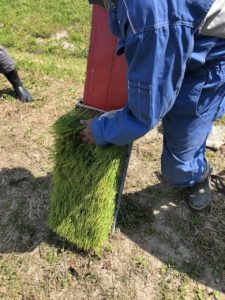 お米づくりを体験！(2)＜田植え～生育状況＞の画像3