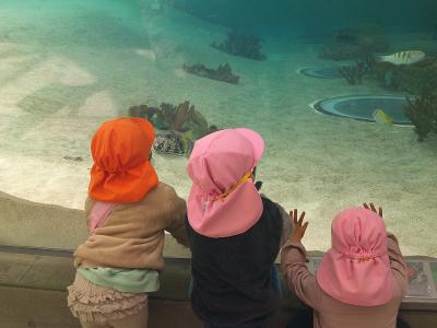きれいなお魚さんを見たよ（お別れ遠足）