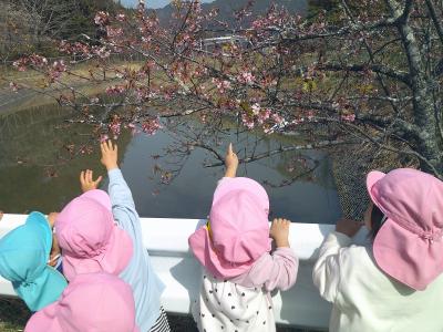 河津桜を見つけたよ（散歩）