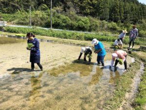 お米づくりを体験！(2)＜田植え～生育状況＞の画像7