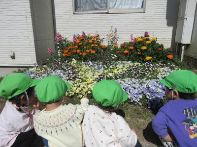 戸外遊び「お花、いっぱい咲いたね」
