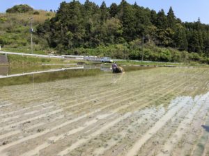 お米づくりを体験！(2)＜田植え～生育状況＞の画像8