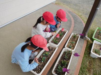 「チューリップさいたね～」（栽培活動）