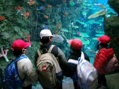 綺麗な魚をたくさん見たよ！（お別れ遠足）