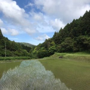 お米づくりを体験！(2)＜田植え～生育状況＞の画像10