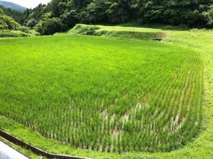 お米づくりを体験！(2)＜田植え～生育状況＞の画像11