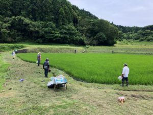 お米づくりを体験！(2)＜田植え～生育状況＞の画像12