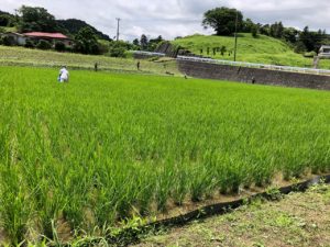 お米づくりを体験！(2)＜田植え～生育状況＞の画像13