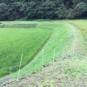 お米づくりを体験！(2)＜田植え～生育状況＞の画像14
