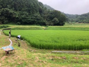 お米づくりを体験！(2)＜田植え～生育状況＞の画像15