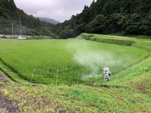 お米づくりを体験！(2)＜田植え～生育状況＞の画像18