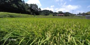 お米づくりを体験！(2)＜田植え～生育状況＞の画像19