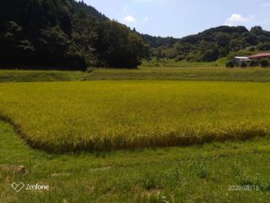 お米づくりを体験！(2)＜田植え～生育状況＞の画像20