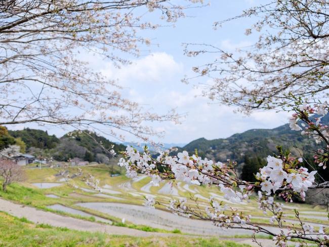 大山千枚田のサクラの写真