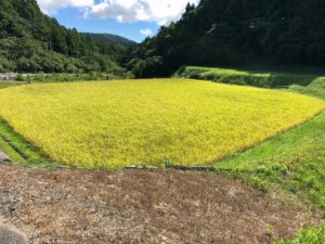 お米づくりを体験！(3)＜待望の収穫！＞の画像4