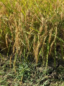 お米づくりを体験！(3)＜待望の収穫！＞の画像5