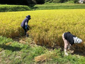 お米づくりを体験！(3)＜待望の収穫！＞の画像6