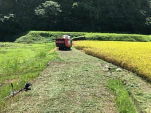 お米づくりを体験！(3)＜待望の収穫！＞の画像7