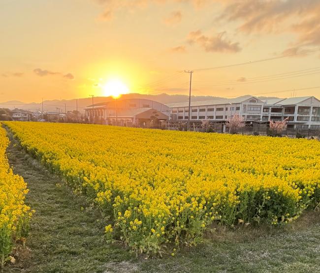 鴨川中学校前の菜な畑ロードの写真