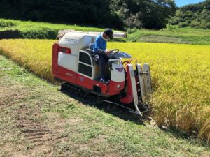 お米づくりを体験！(3)＜待望の収穫！＞の画像8