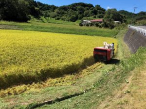 お米づくりを体験！(3)＜待望の収穫！＞の画像9
