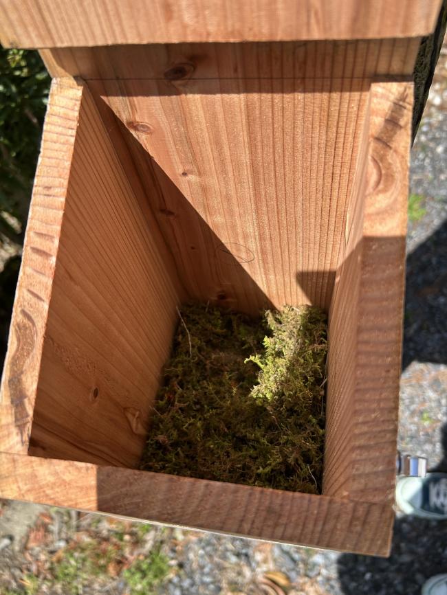 野鳥の巣箱巣作り中