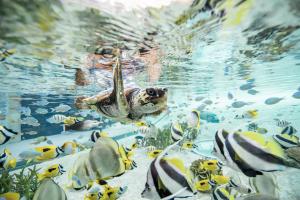 トロピカルアイランド