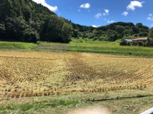 お米づくりを体験！(3)＜待望の収穫！＞の画像13
