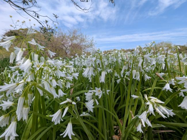 青空と野に咲く白い花の写真
