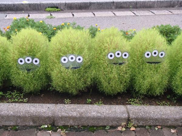 図書館のコキア