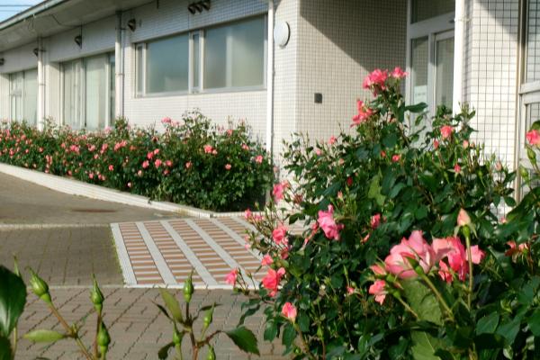 図書館入り口のバラの花