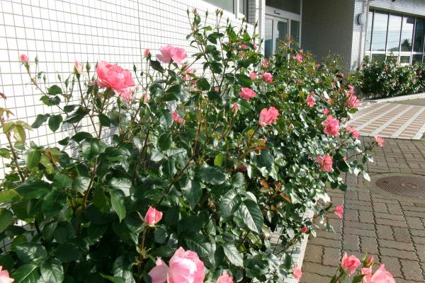 花壇のバラの花１