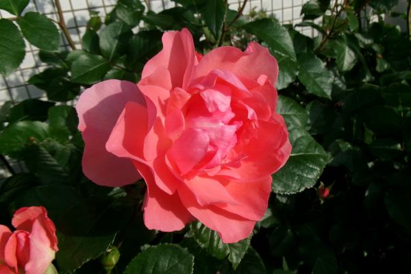 花壇のバラの花　アップ