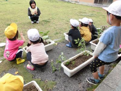 夏野菜の苗植え「おおきくなーれ！」