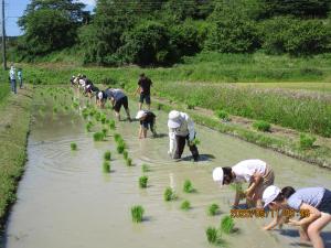 田植えの様子