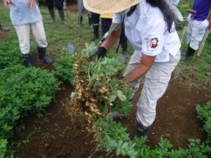 スウェーデントーチは災害にも役立つ?《ふるさと鴨川通信NO.173》の画像02