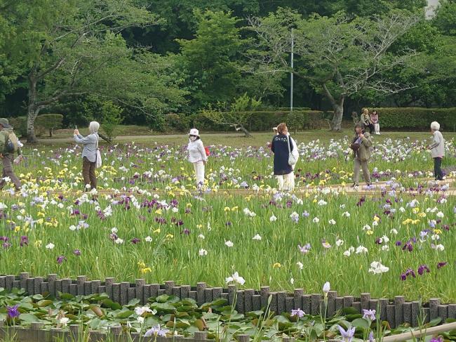 袖ケ浦公園　花菖蒲を見学する参加者