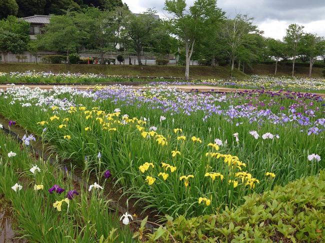 袖ケ浦公園　見頃を迎えた花菖蒲たち