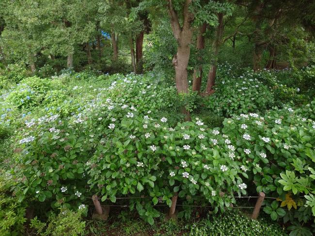 袖ケ浦公園　咲き始めたあじさいたち