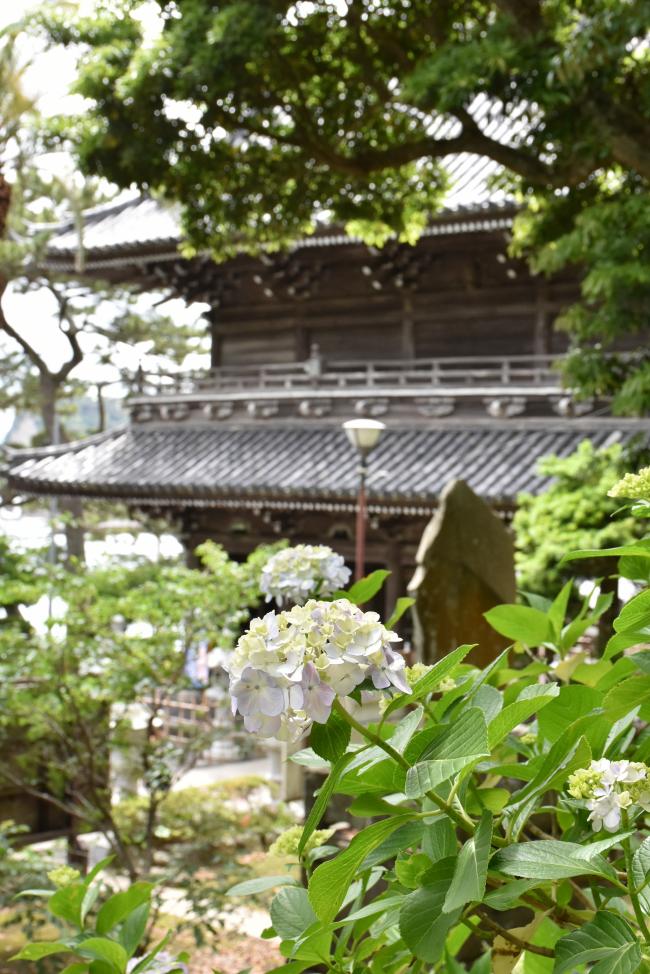 仁王門とアジサイの写真
