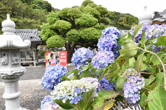 アジサイの写真