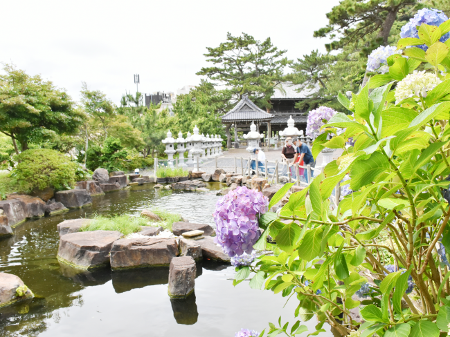 誕生寺とアジサイの写真