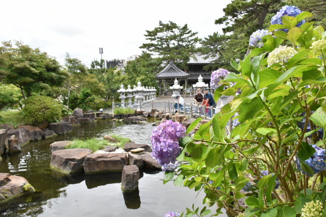 誕生寺とアジサイの写真