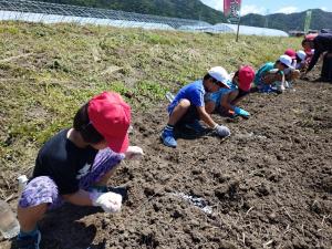 種を等間隔で畑に置き、その上から土をかぶせていきます