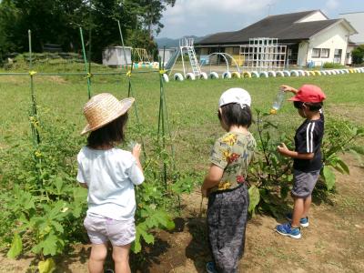 野菜がたくさんできたよ！(夏野菜の収穫）
