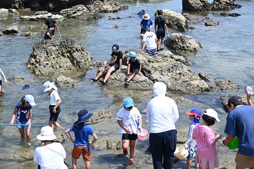 磯の生き物観察の様子1