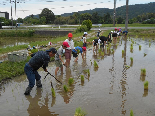 田植え体験
